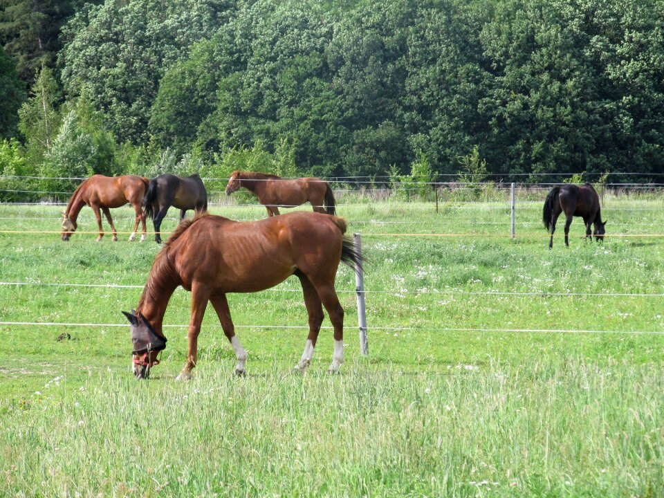 Stallion mare brown