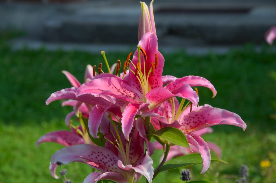 Garden blossoms red