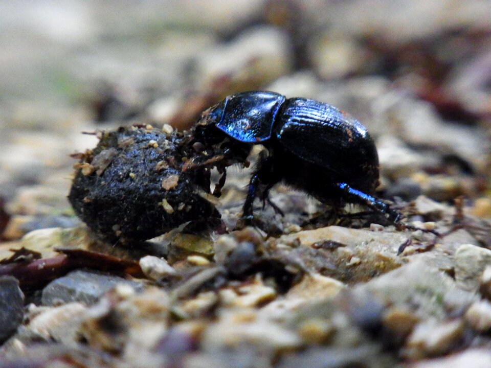 Dung forest nature