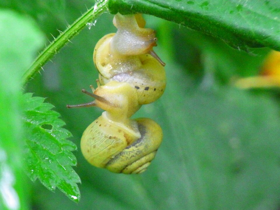 Molluscs nature forest