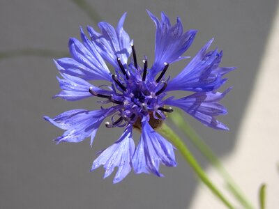 Bloom plant meadow