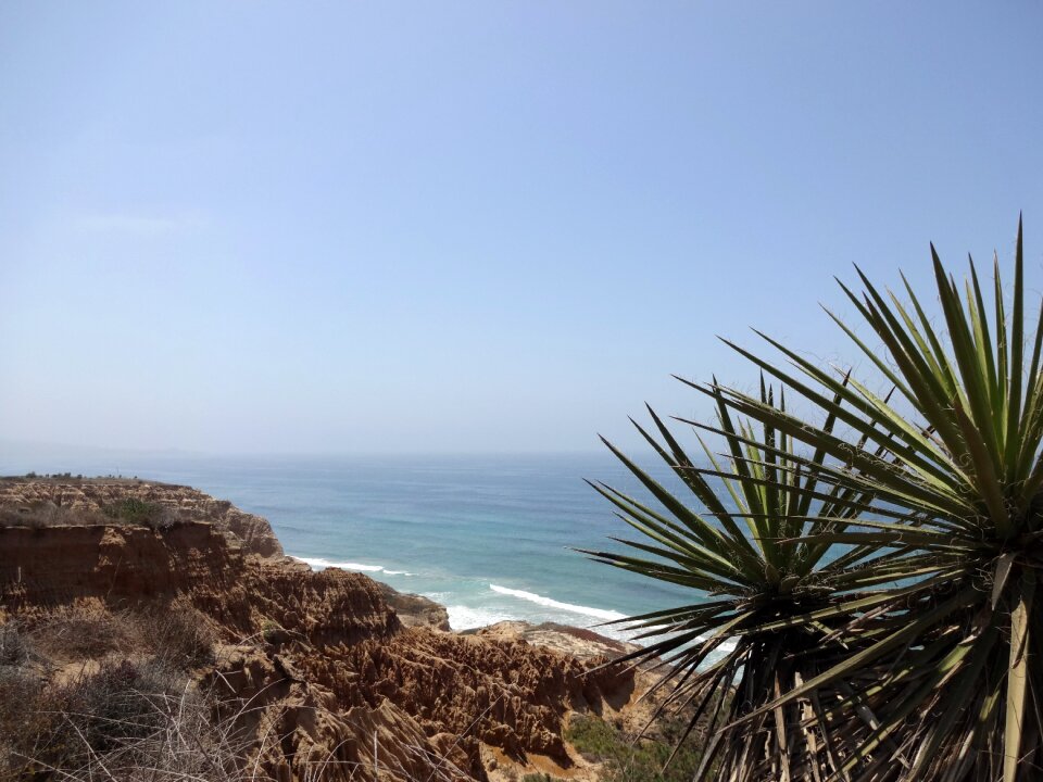 Palm california coast