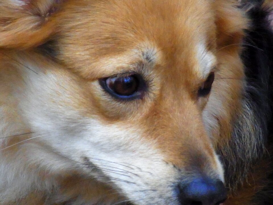 Ronja animal eyes