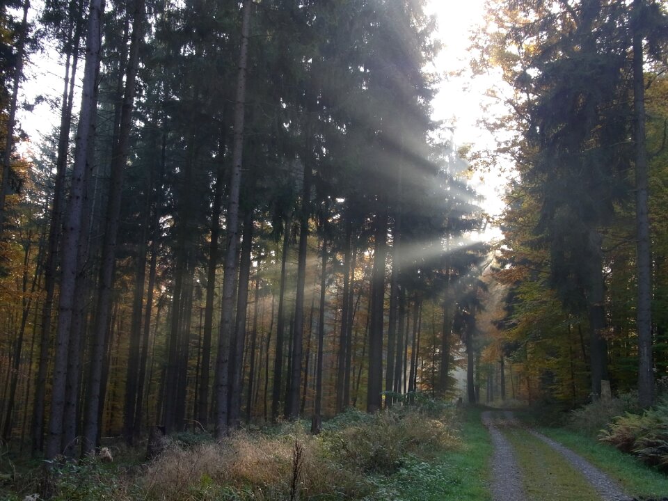 Morning nature light