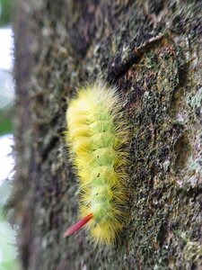 Insect forest tree
