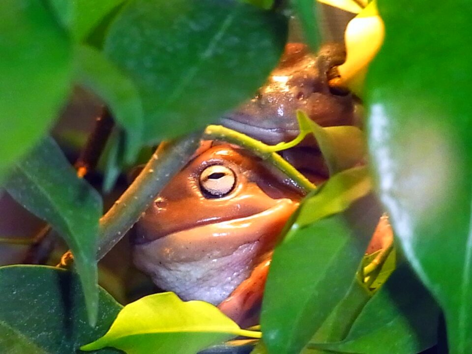 Jungle animal nature