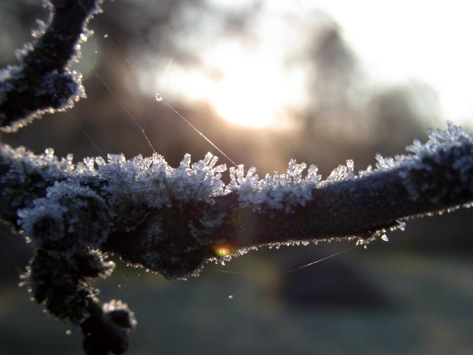 Branch tree cold
