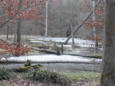 Swamp snow ice photo