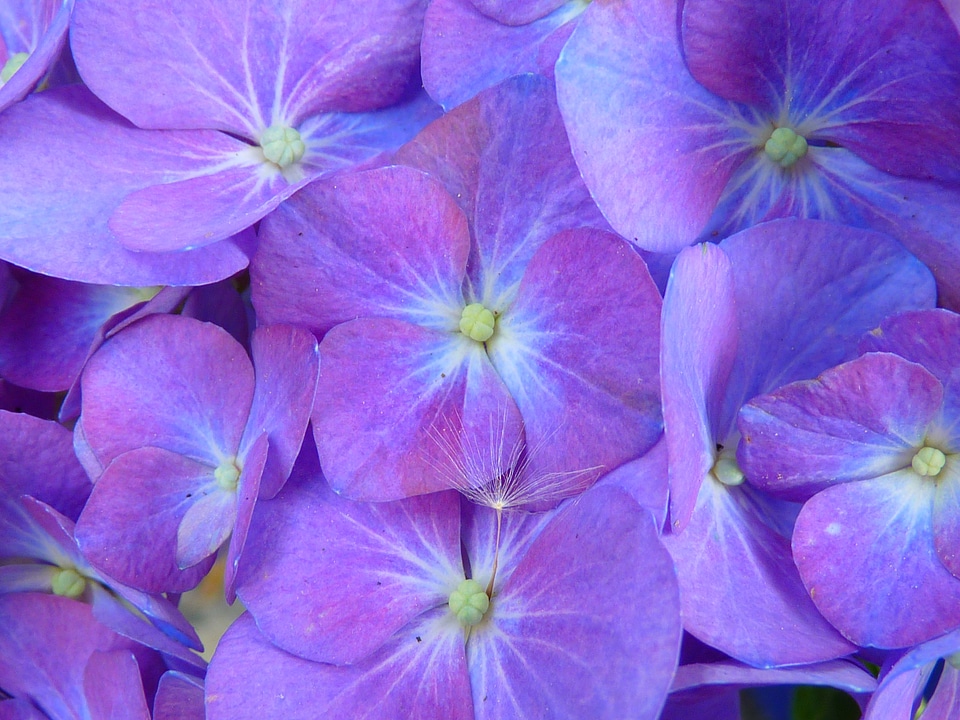 Inflorescence purple bale stock photo