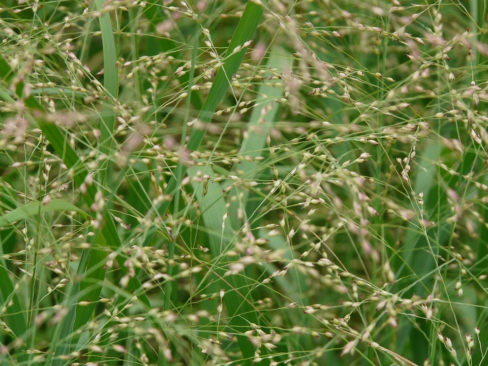 Briza media common quaking grass licorice