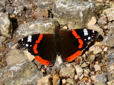 Insect animal nature