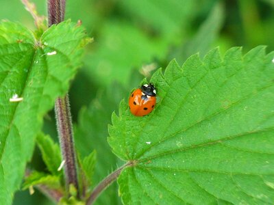 Beetle nature animal