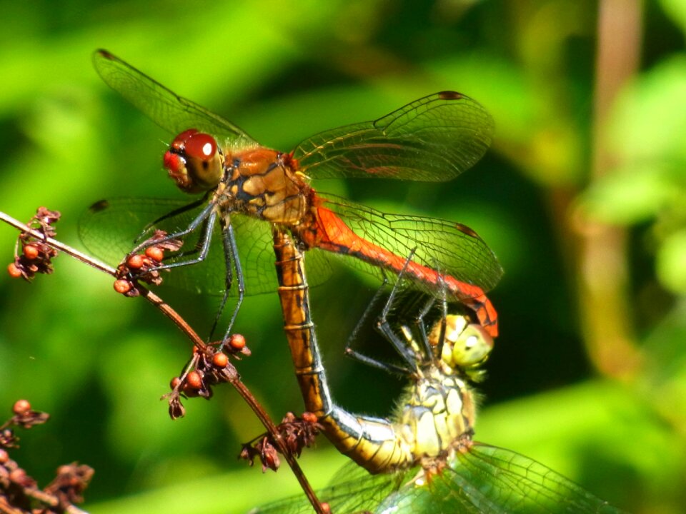 Insect animal nature