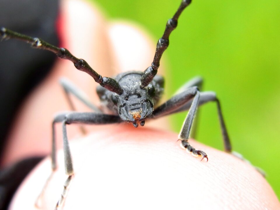 Insect animal meadow