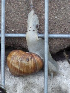 Mollusk schenckenhaus wire