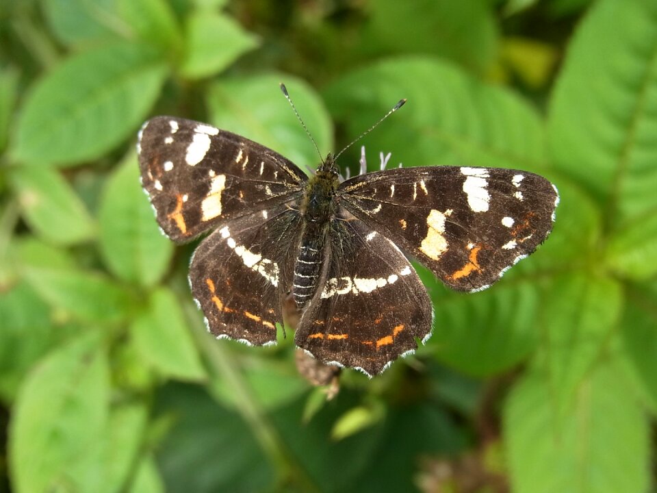 Insect animal forest