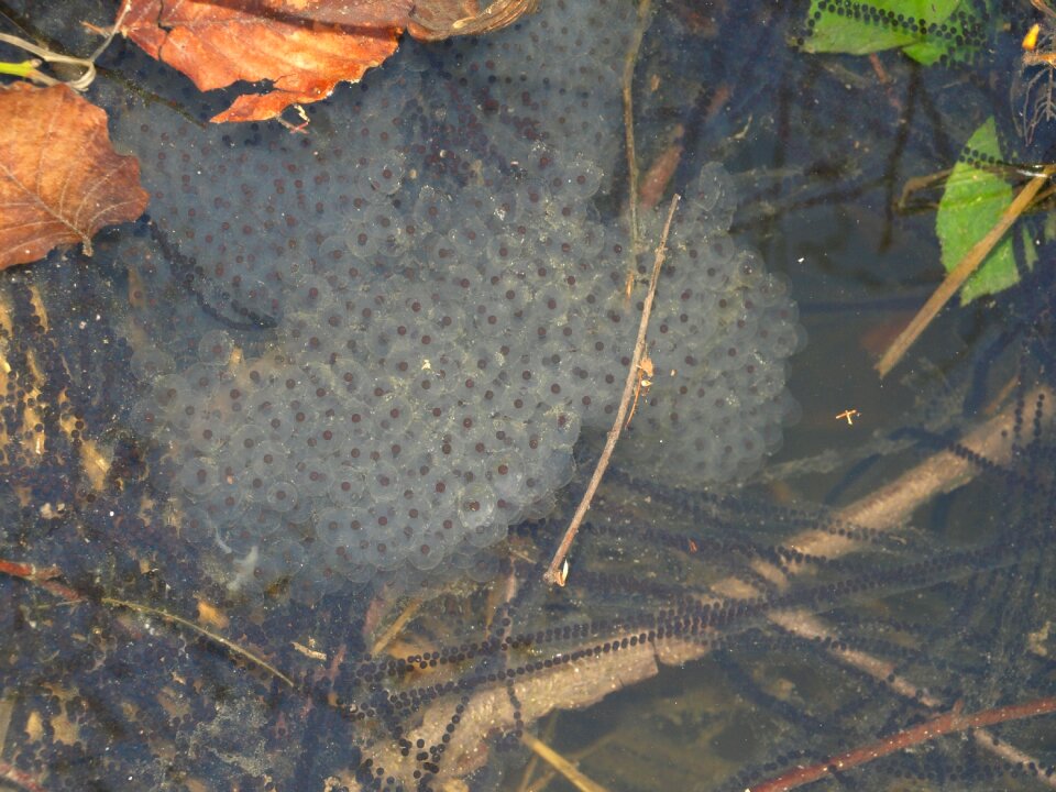 Amphibians water lake