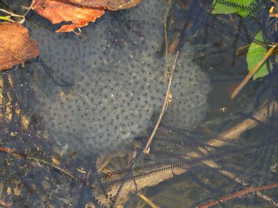 Amphibians water lake