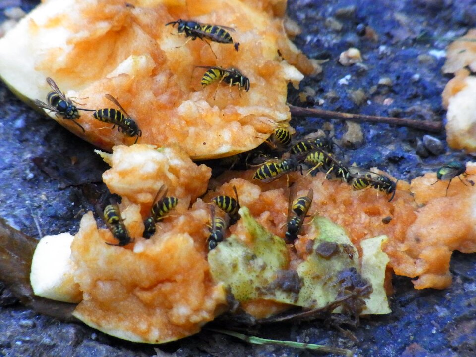 Fruit autumn insect