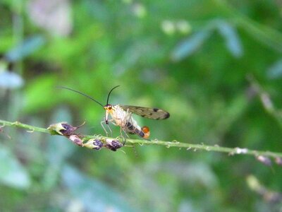 Insect animal nature