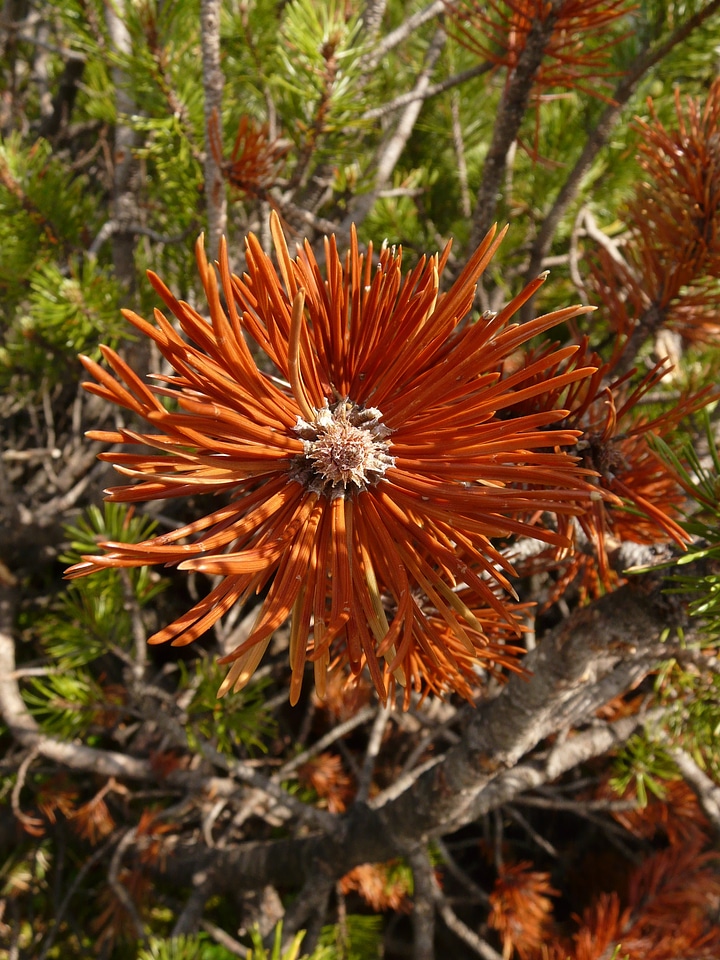 Dry brown pine needles