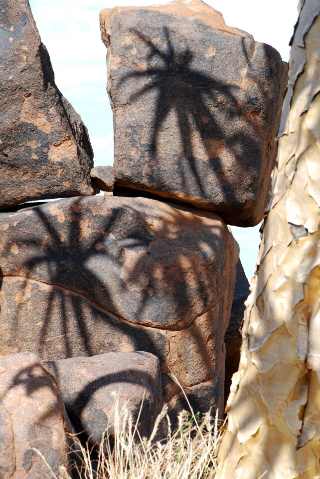 Quiver tree shadow stones
