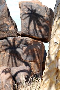 Quiver tree shadow stones