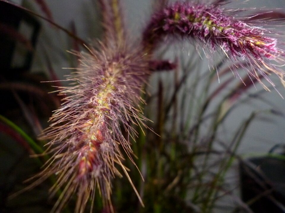 Grass plant nature