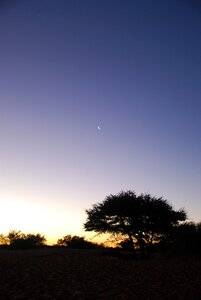 Kalahari tree sky