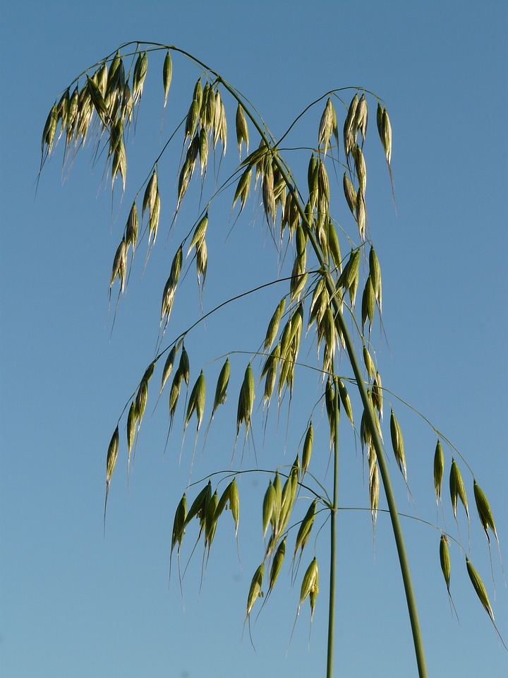 Avena licorice cereals