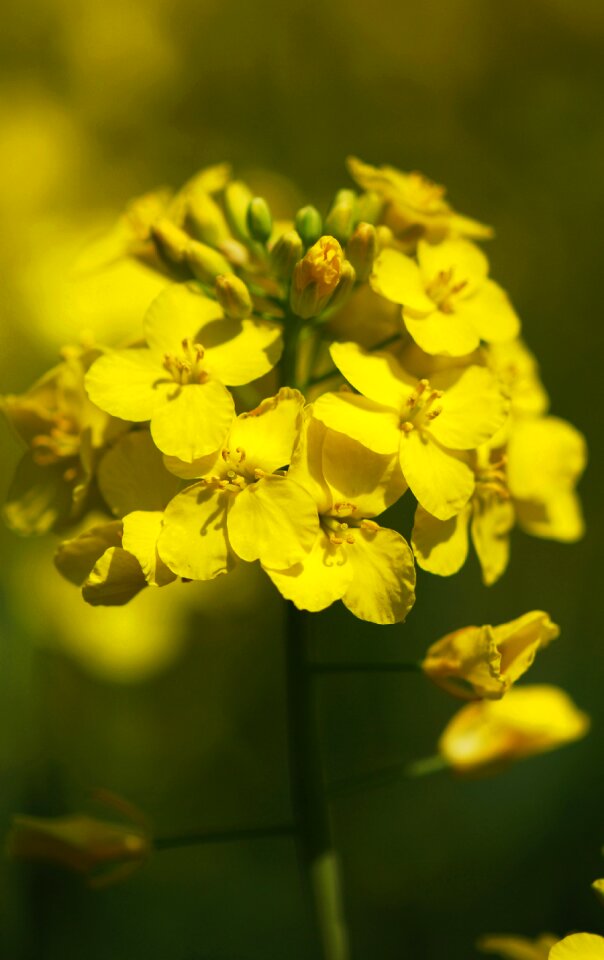 Oilseed rape cereals yellow