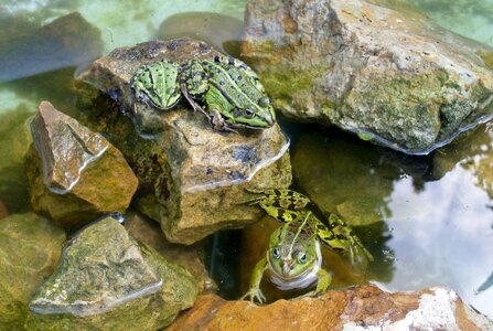 Water swim toad