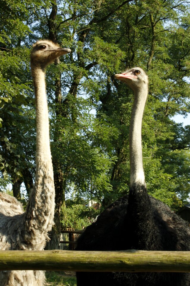 Zoo zoological garden beak