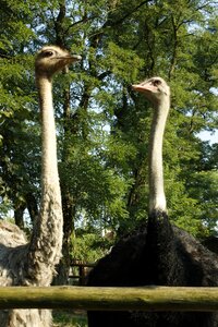 Zoo zoological garden beak photo