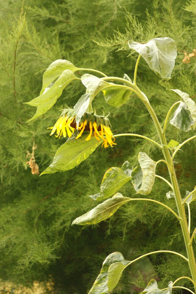 Yellow summer plants eating