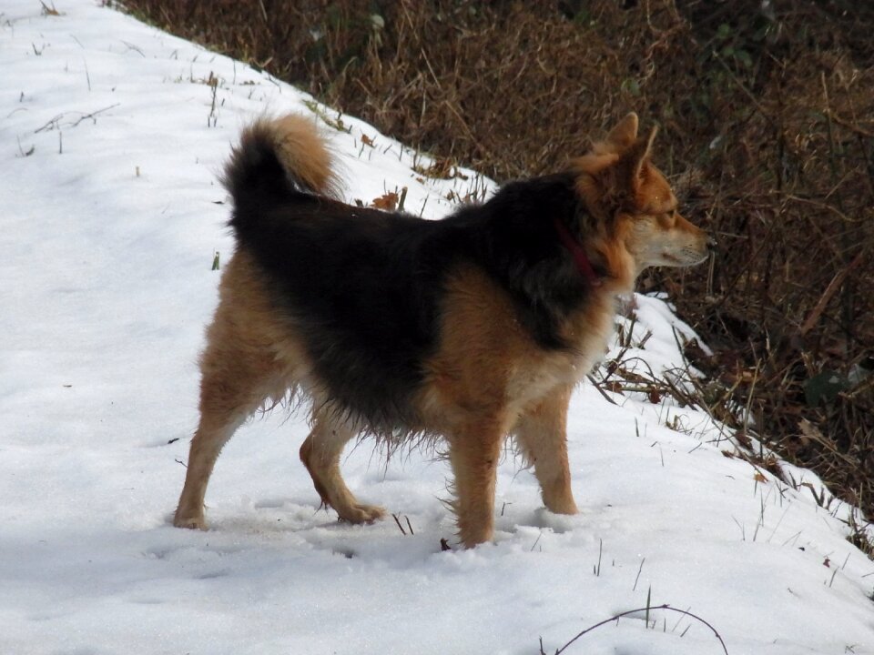 Animal snow winter