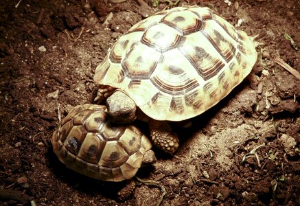 Animal reptile snuggle