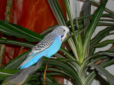 Parakeet blue palm photo