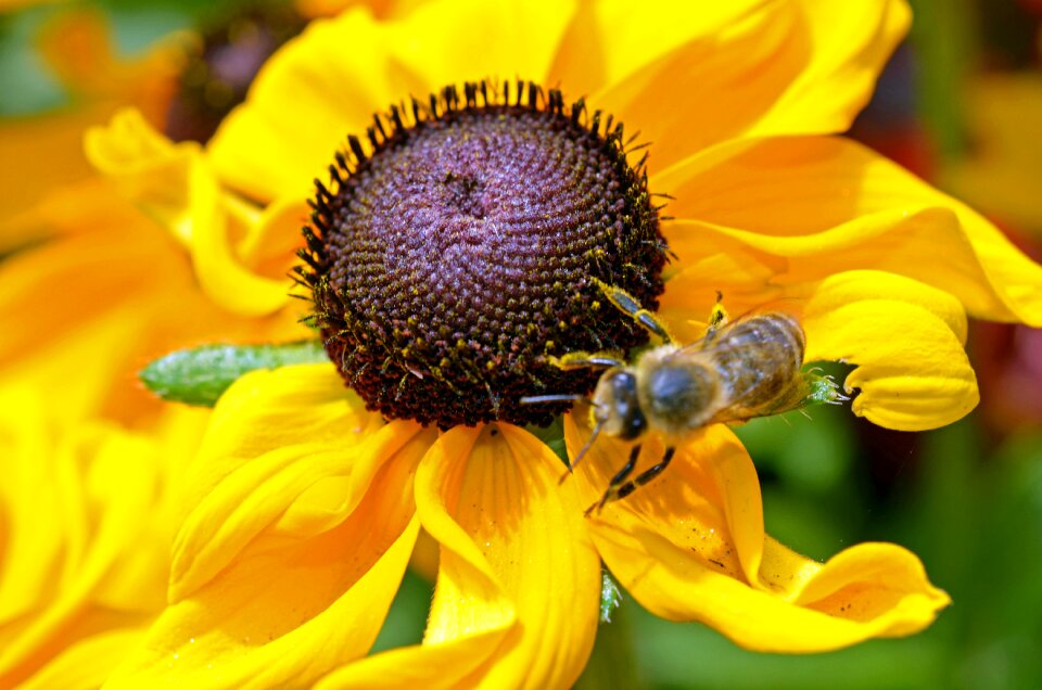 Nectar plant summer