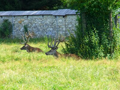 Forest antler fallow deer