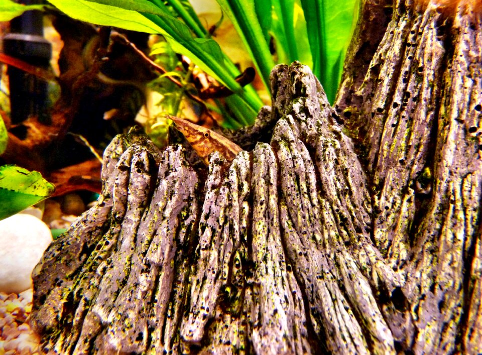 Water belt spiny eel hiding place
