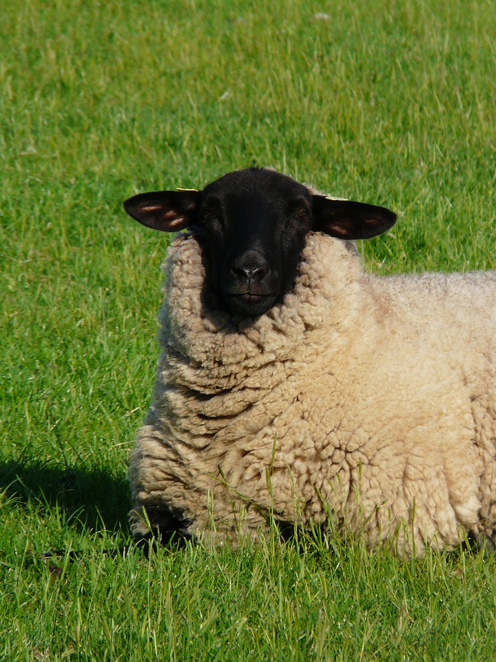 To watch happy wool