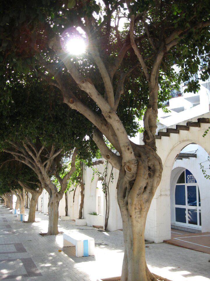 Sun tree house