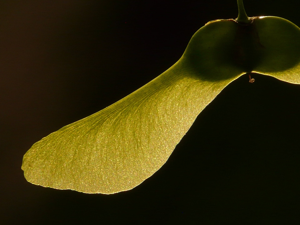 Green norway maple acer platanoides photo