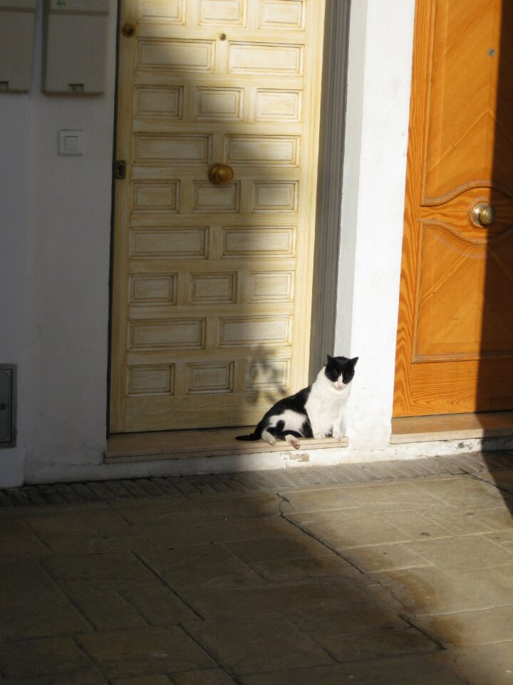 Cat shadow door