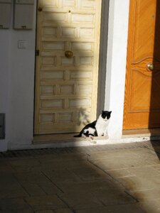 Cat shadow door