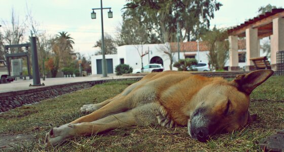 Animals rest naps photo