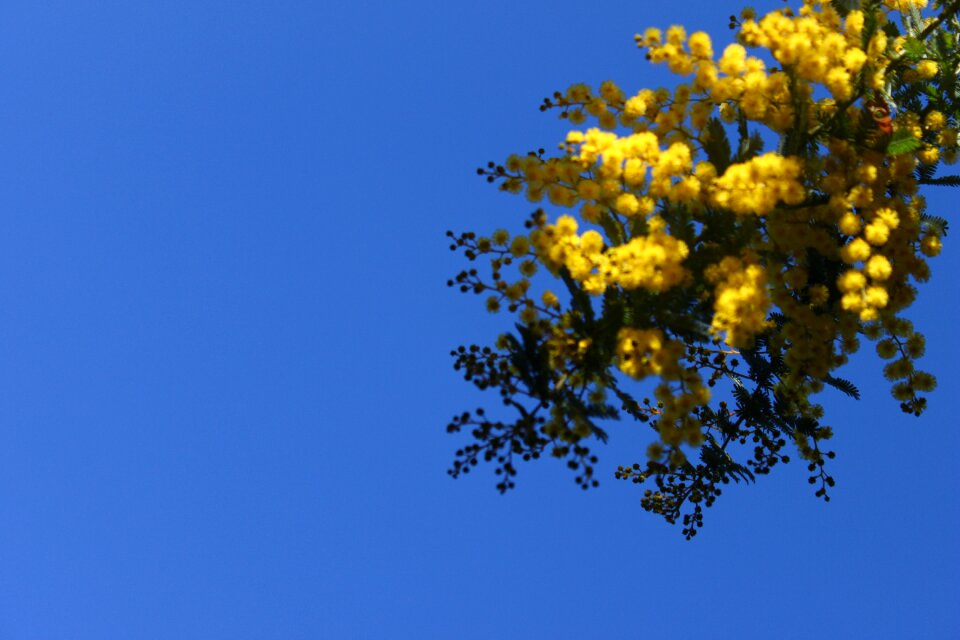 Spring nature flowering photo