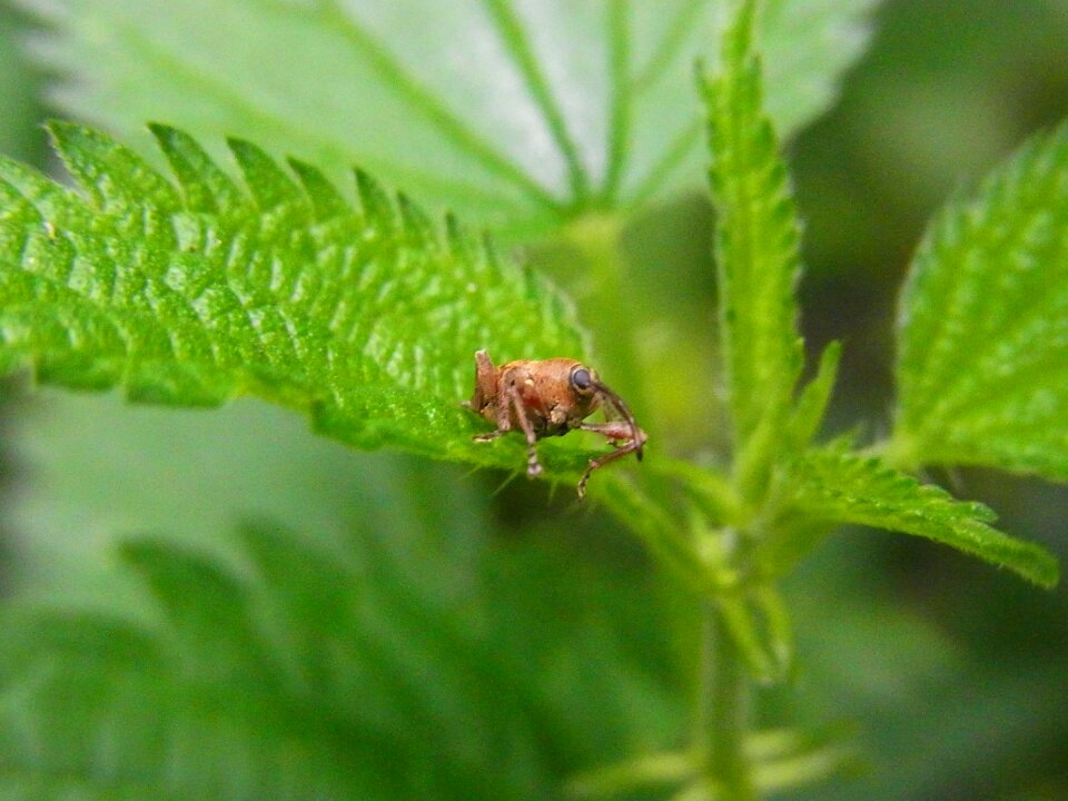 Curcullo versiosus animal forest