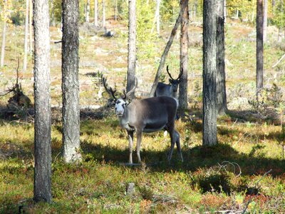 Terrain forest autumn photo